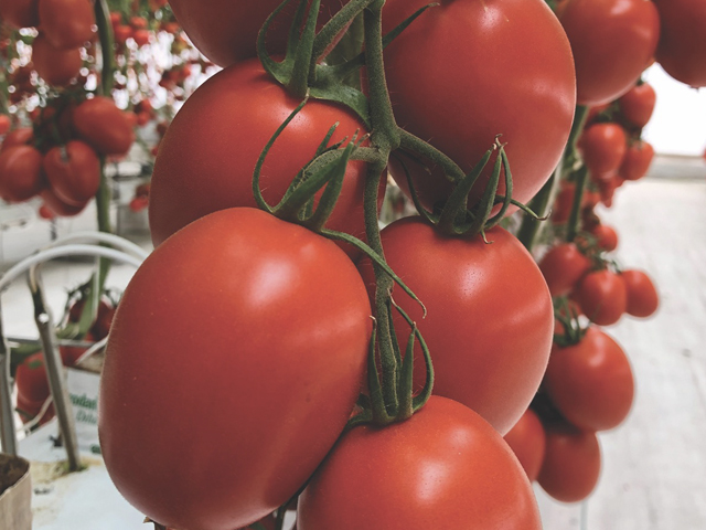 Indeterminado Salada Tomate Dickens