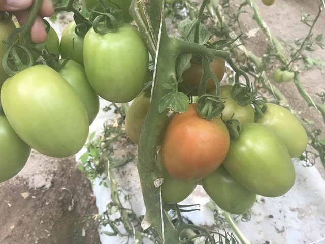 Indeterminado Salada Tomate Dickens