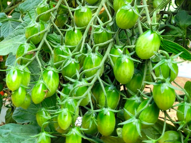 Indeterminado Grape Tomate Bosco