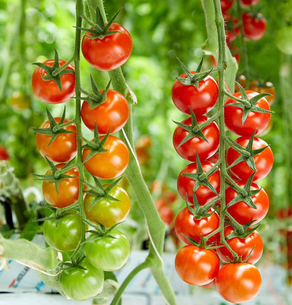 Truss tomato Tomagino Seram