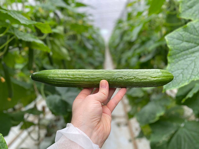 Cucumber Let Dee Votion