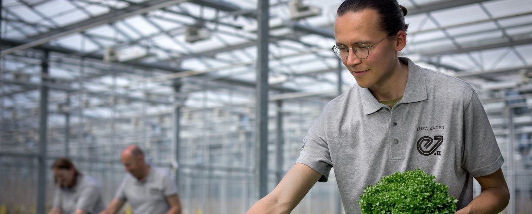 Young man in a hydroponic greenhouse holding a curly lettuce and inspecting other lettuce heads