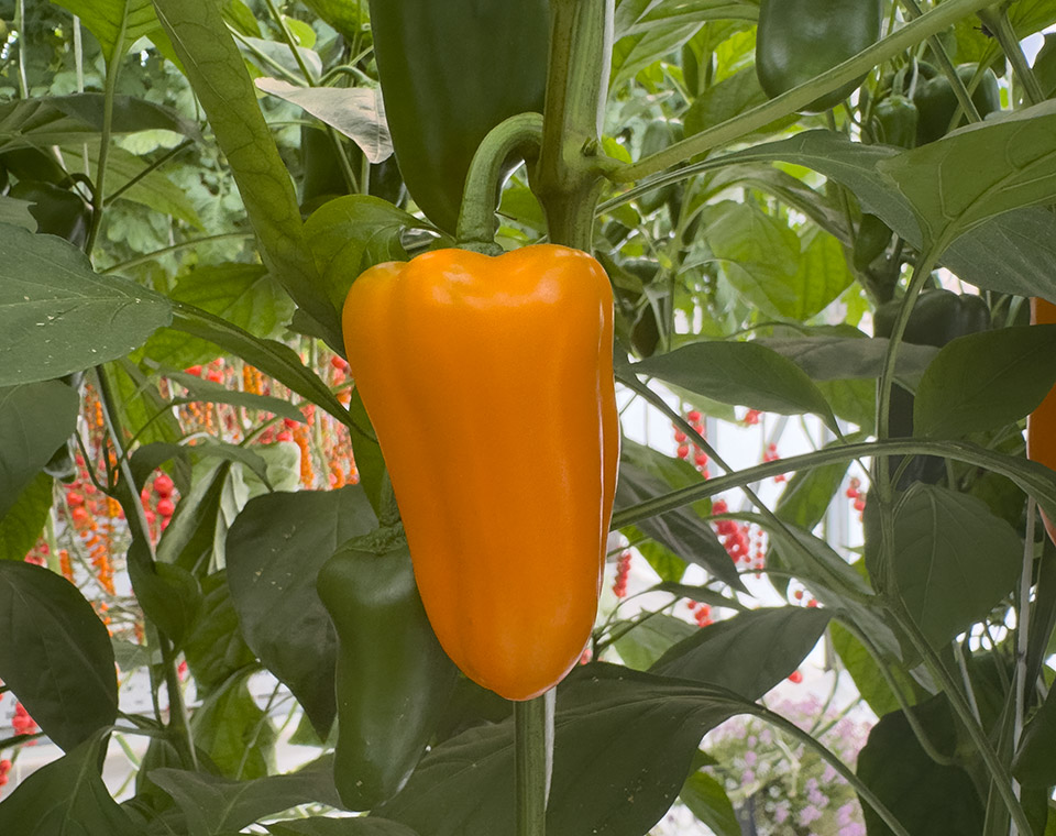 Mini Cónico Anaranjado E20S.0465