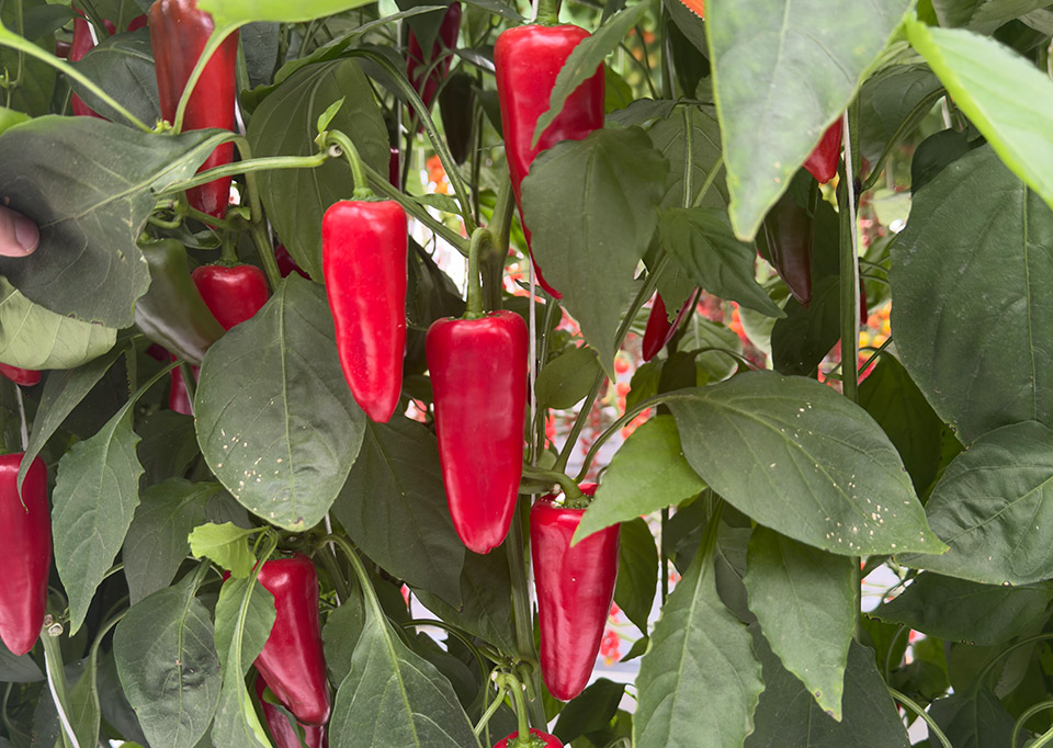 Mini Cónico Rojo E20S.10382
