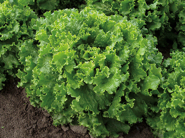 Lechuga greenleaf Bergam's Green