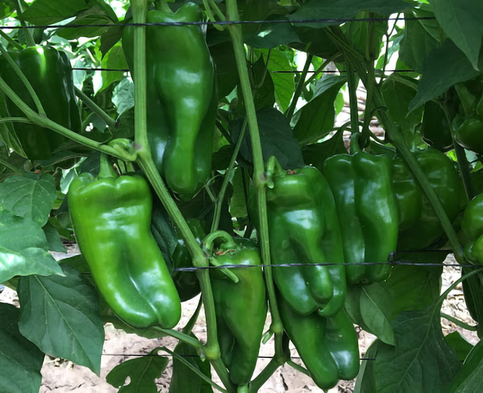 Lamuyo pepper Iguazú
