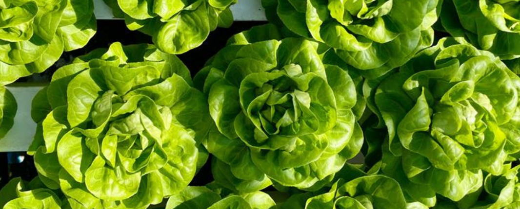 Hydroponics
