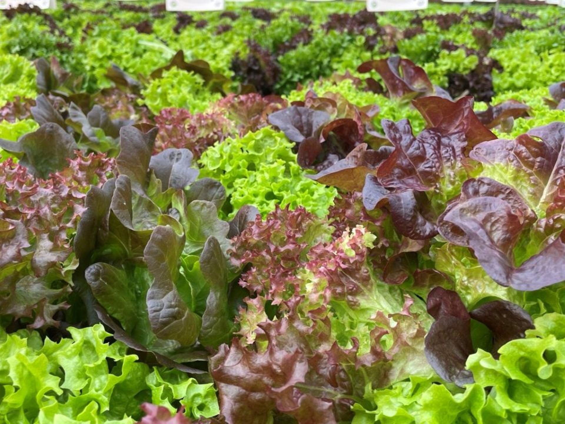 Nahaufnahme Trio Mix Salat