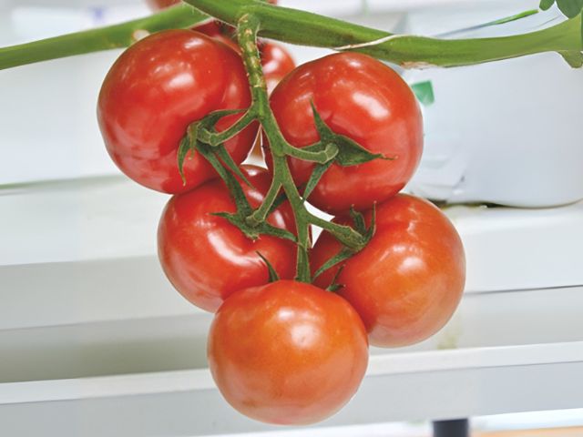 Tomate Rhodium