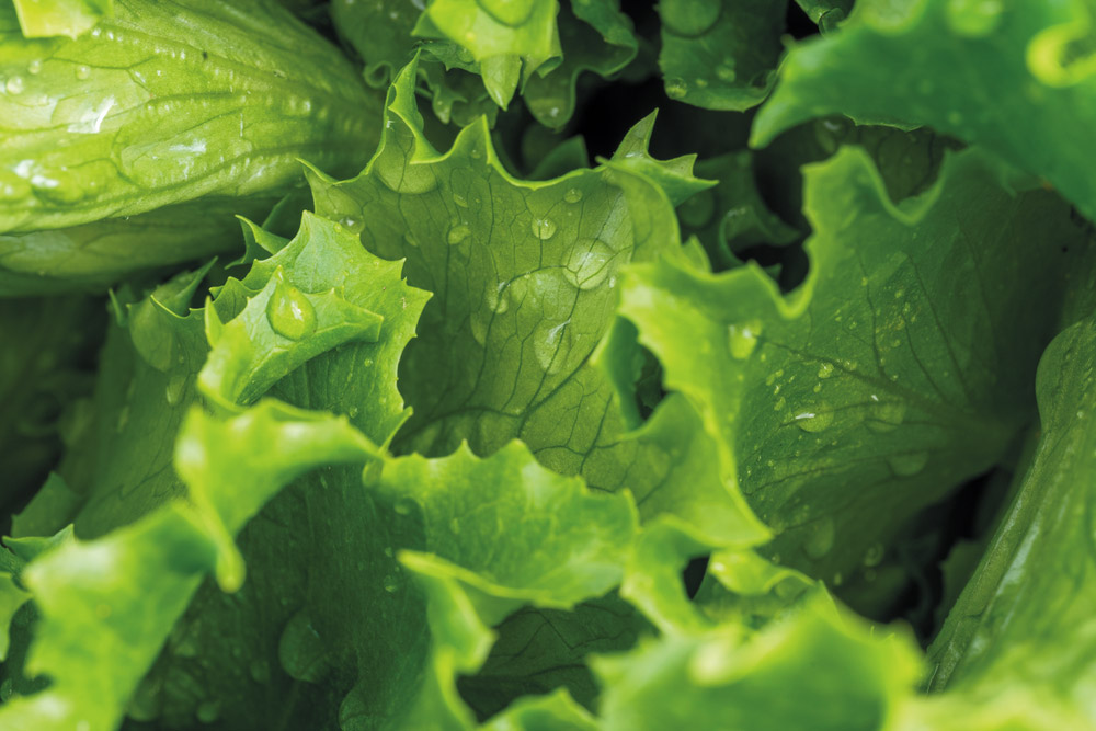 Salat von Enza Zaden