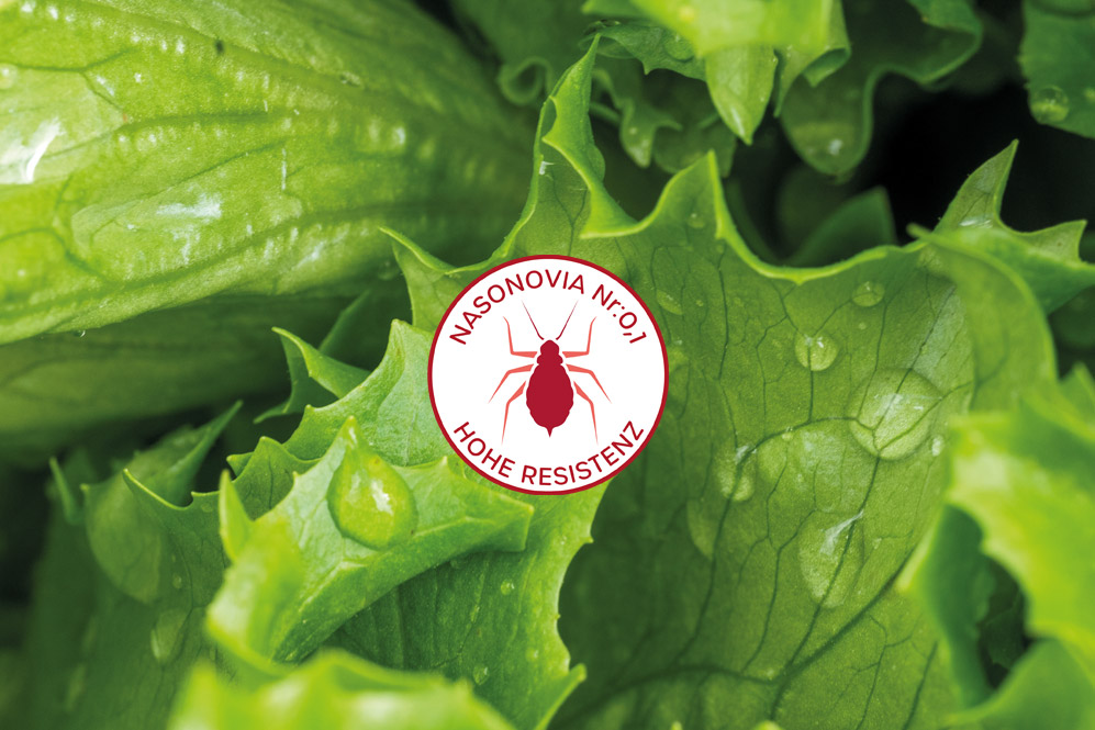 Nasonovia hohe Resistenz Nr:0 Nr:1