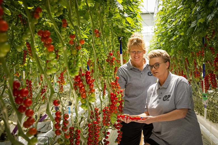 Zwei Mitarbeiterinnen von Enza Zaden begutachten im Gewächshaus Kirschtomaten an der Rebe