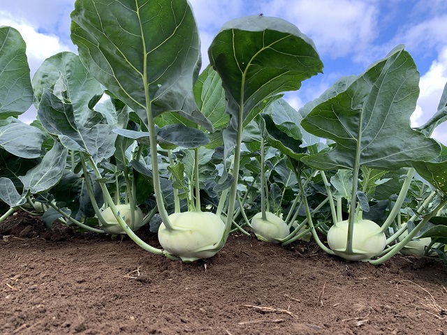 Kohlrabi Keyah F1