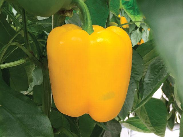 yellow blocky pepper Florate