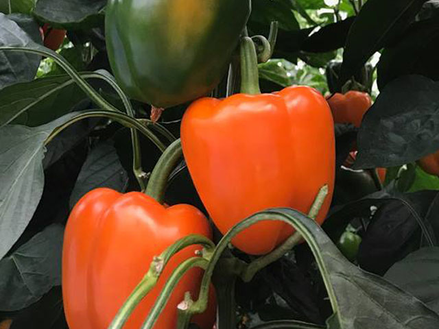 orange blocky pepper orbit