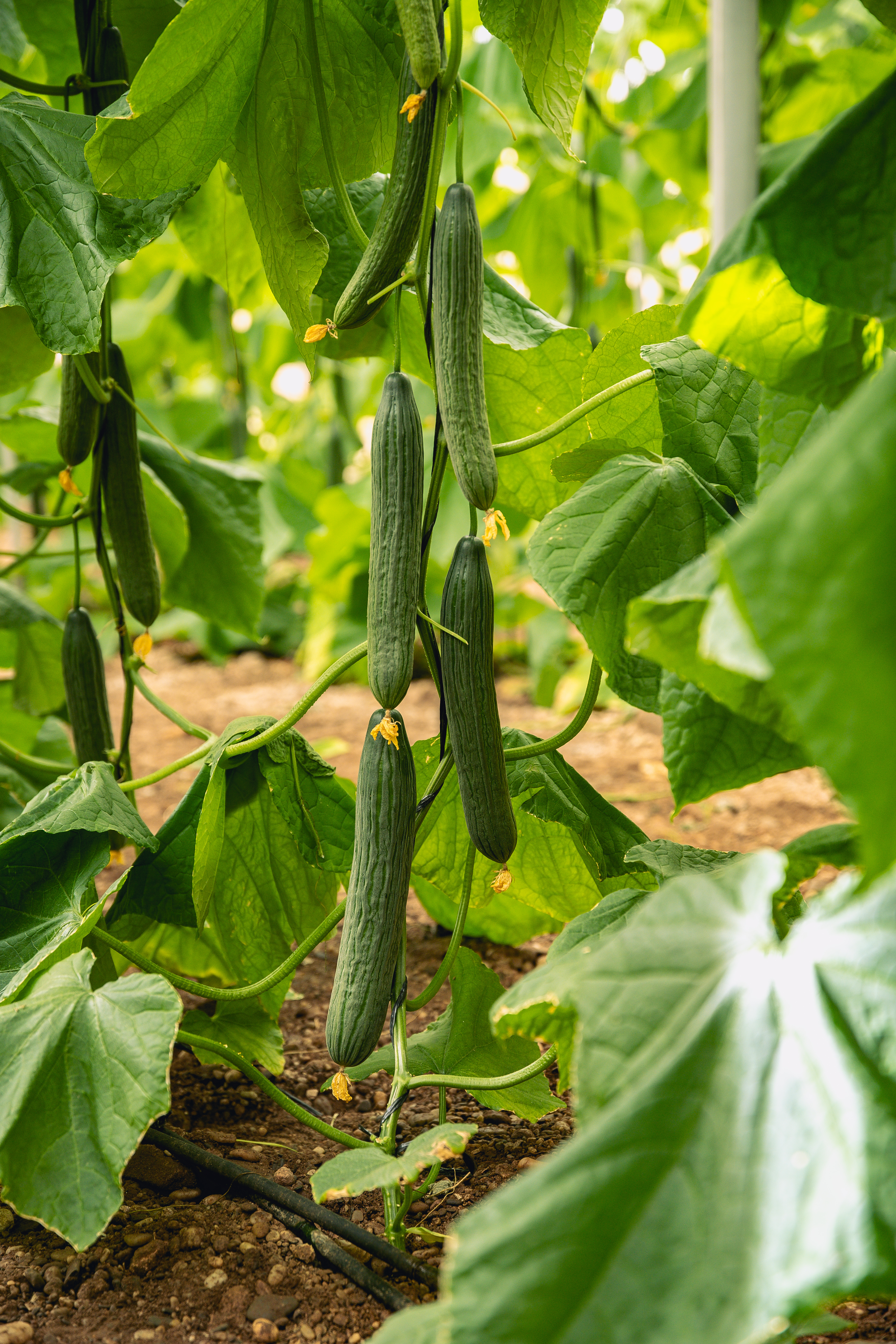 large cucumber chopper