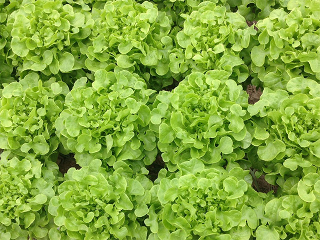 Lechuga hoja de roble Vizir - de Enza Zaden