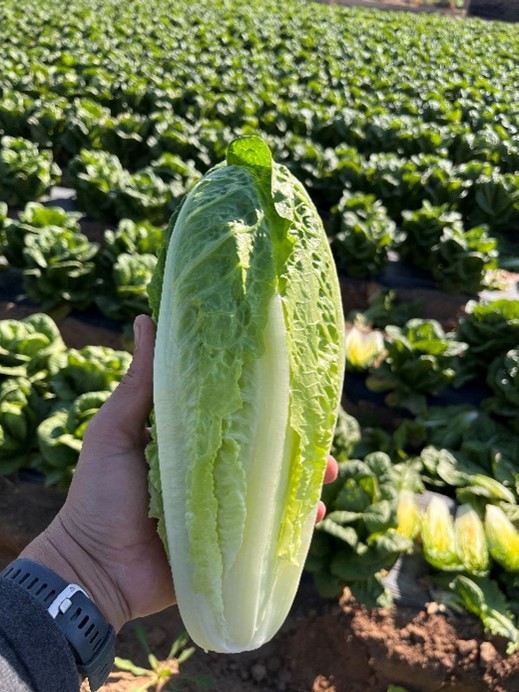 romaine
