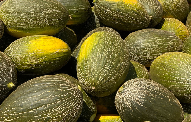 Alcarez melon house fair
