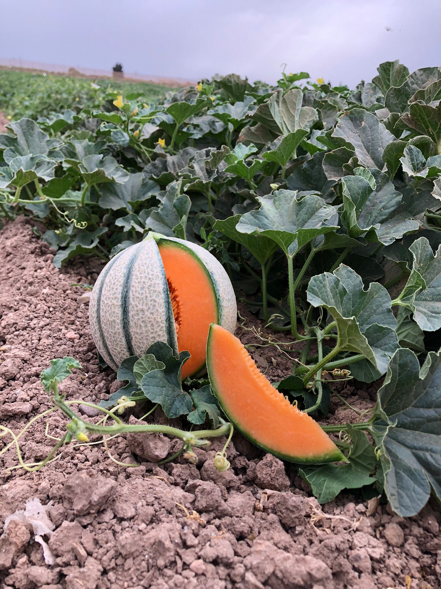 orangelup
