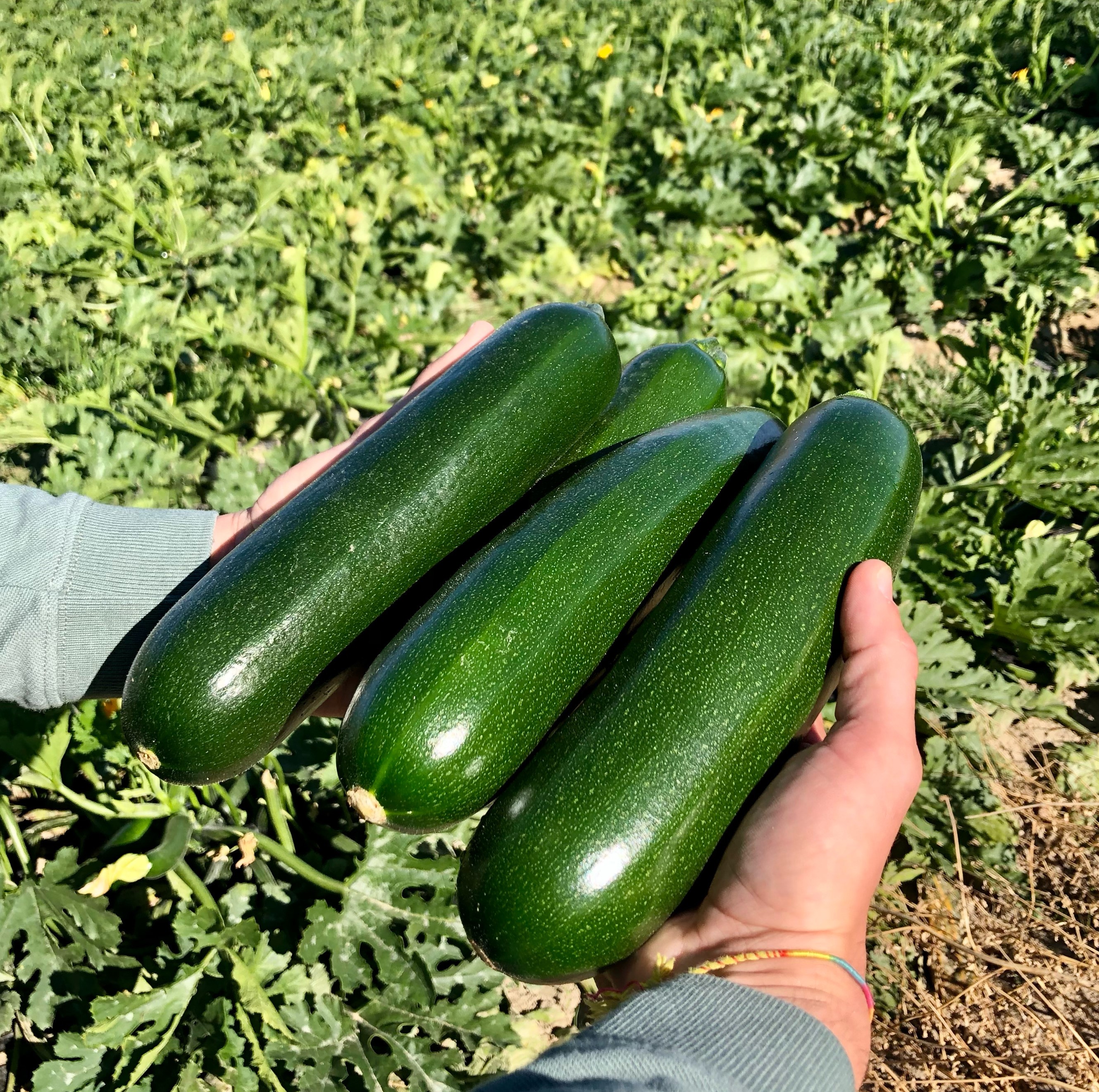 keesha squash