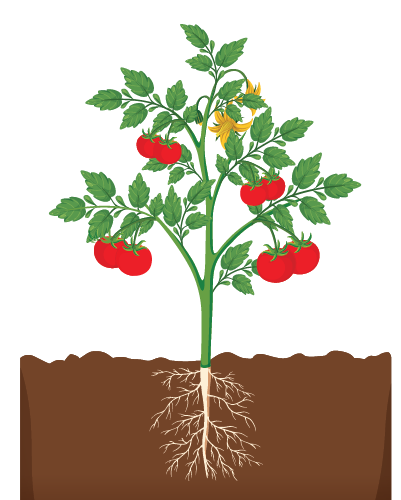 Rootstock-tomato