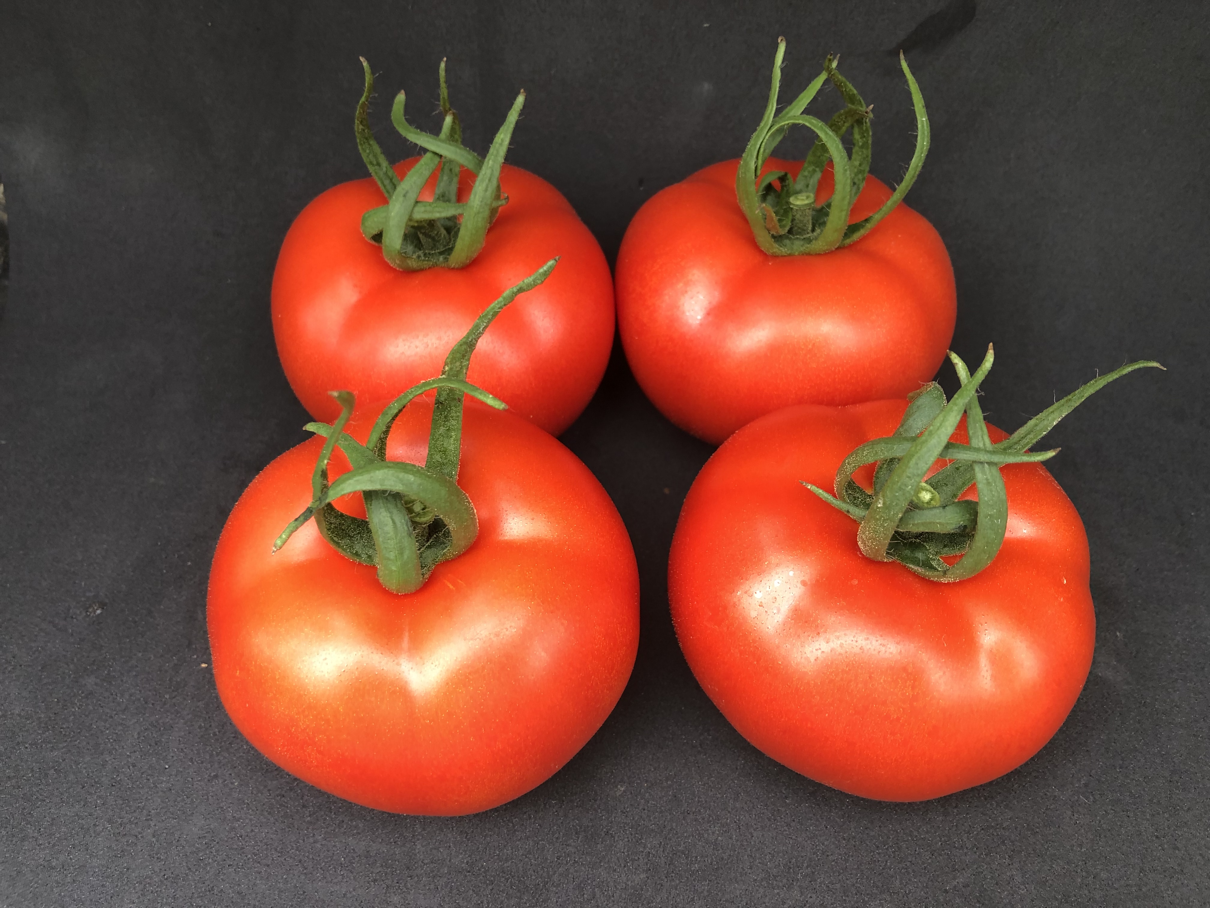 tomato graham 1