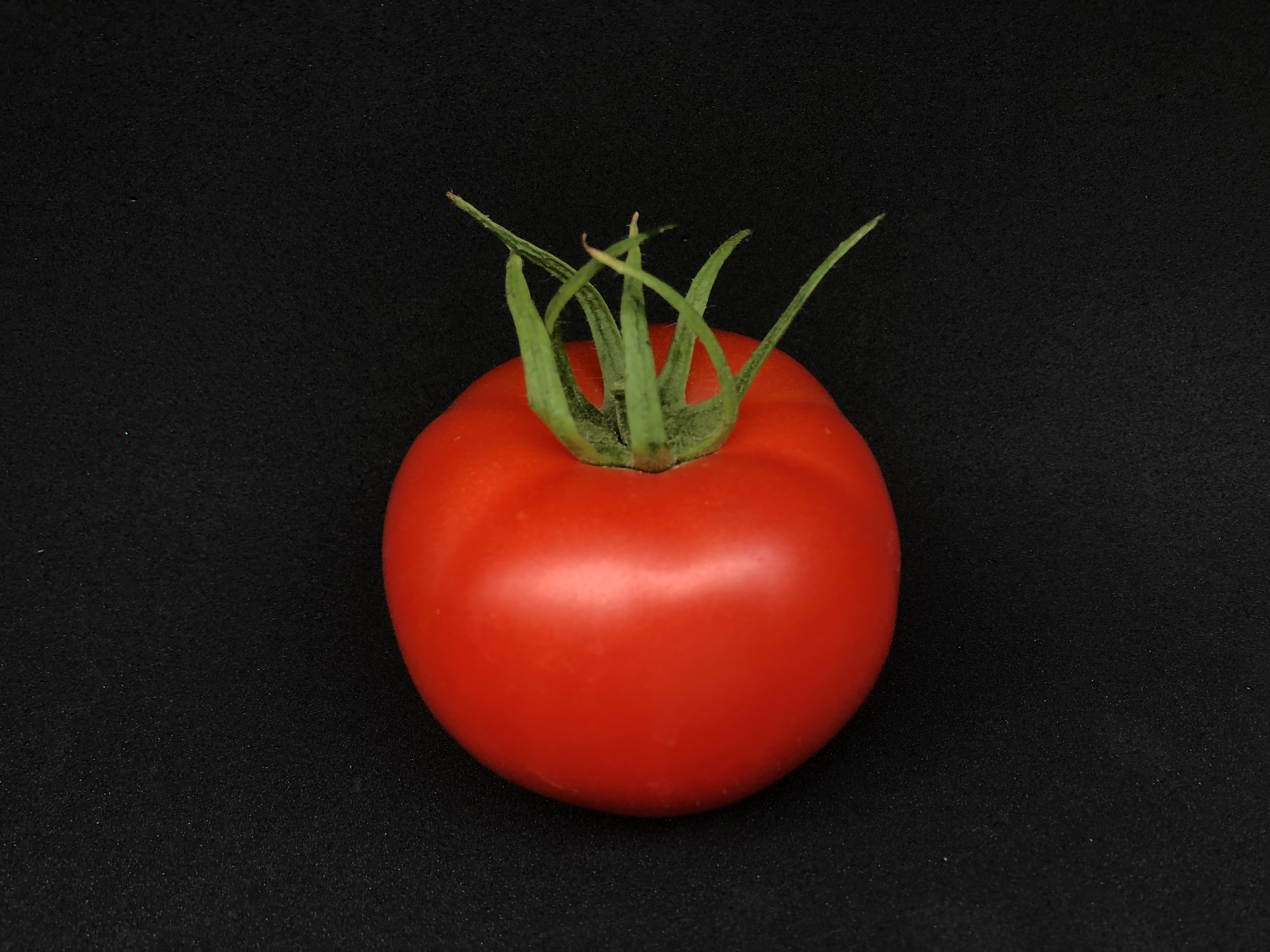 tomato graham 3
