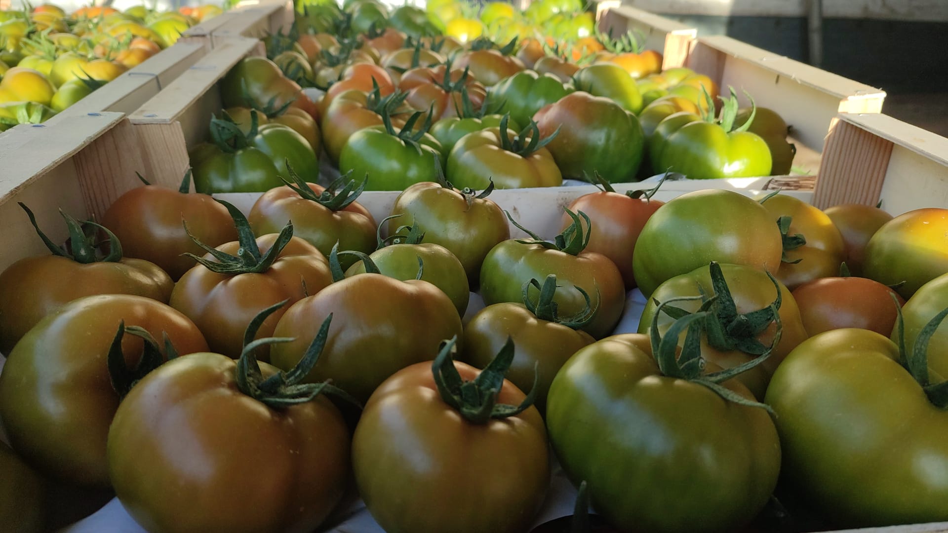 Tomato mauricio 2