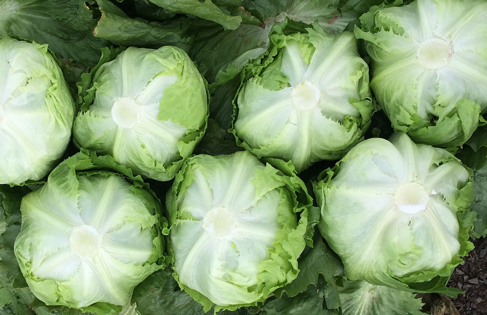 Lechuga Iceberg Archidona