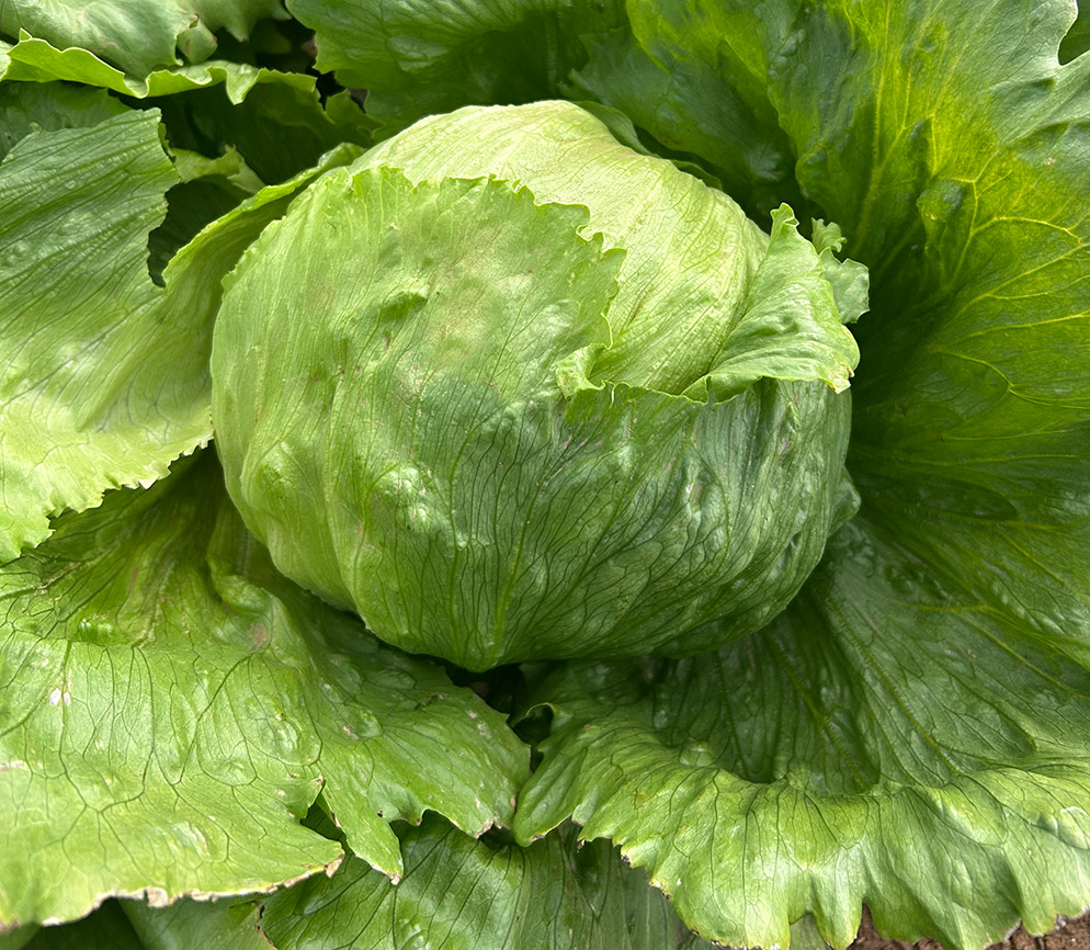 Lechuga Iceberg E01E.13218