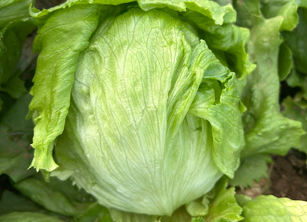 Lechuga Iceberg Lucona