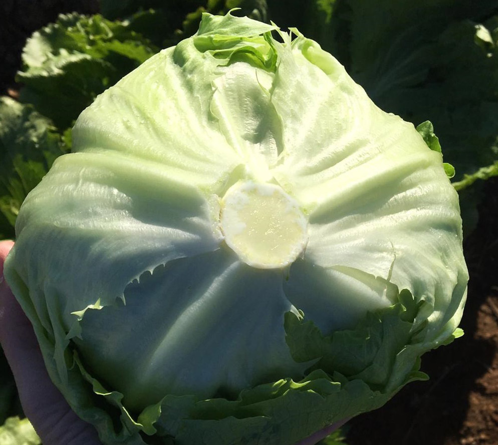 Lechuga iceberg Nahifa