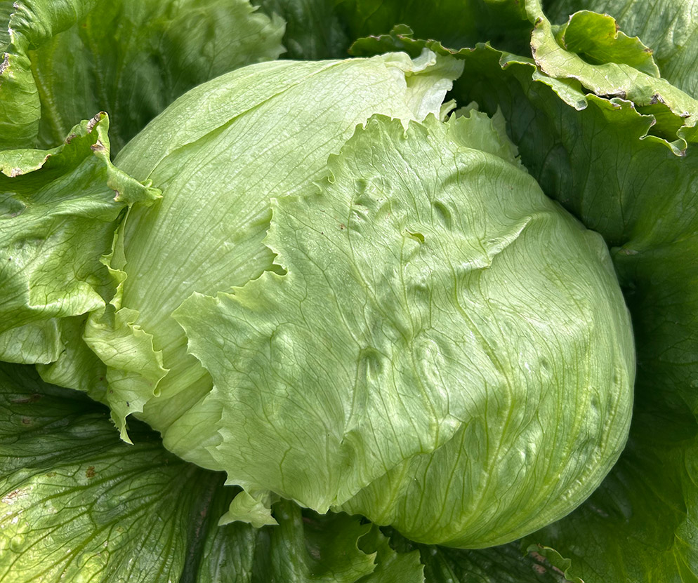 Lechuga Iceberg Nunez