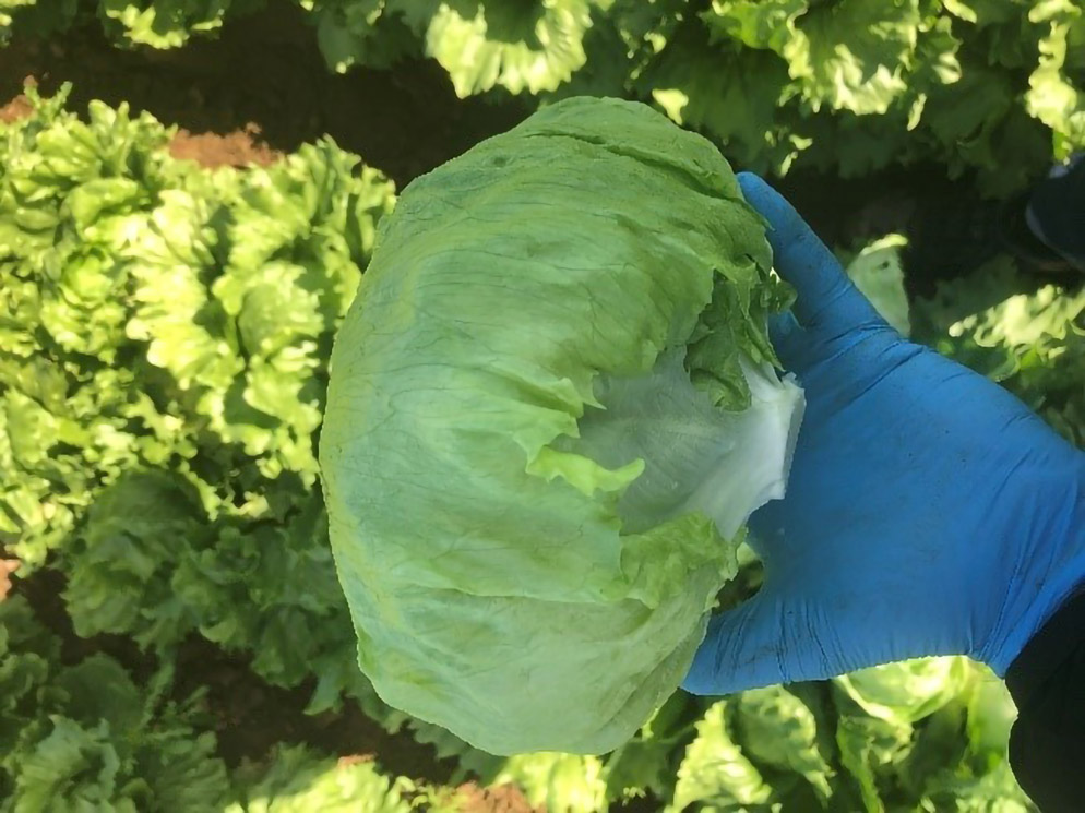 Lechuga Iceberg Zurama