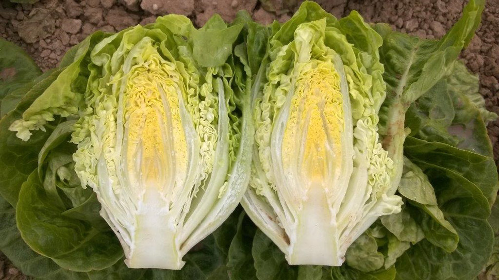 Lechuga Little Gem Alandalus