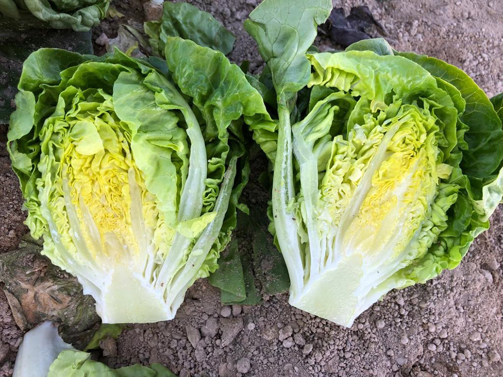 Lechuga Little Gem Alatesta