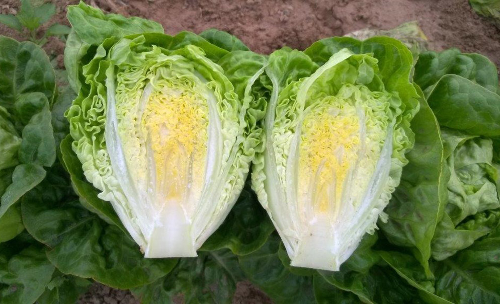 Lechuga Little Gem Alatriste