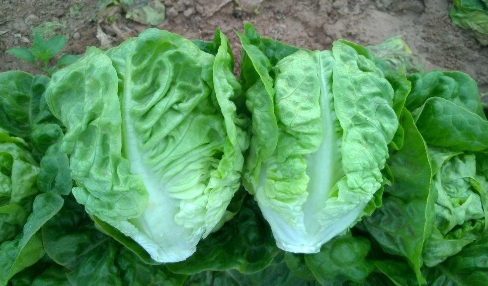 Lechuga Little Gem Alatriste