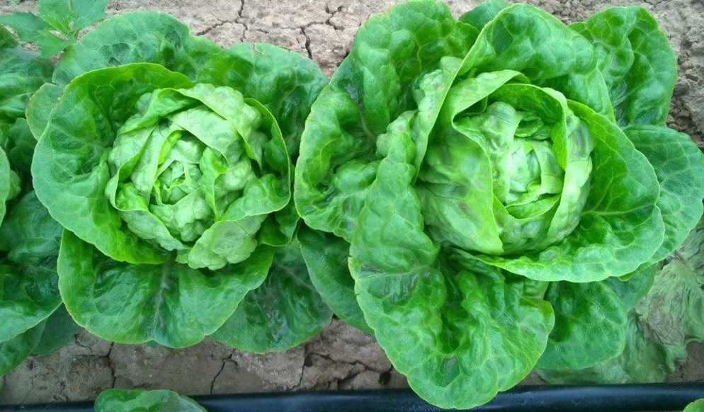 Lechuga Little Gem Alatriste