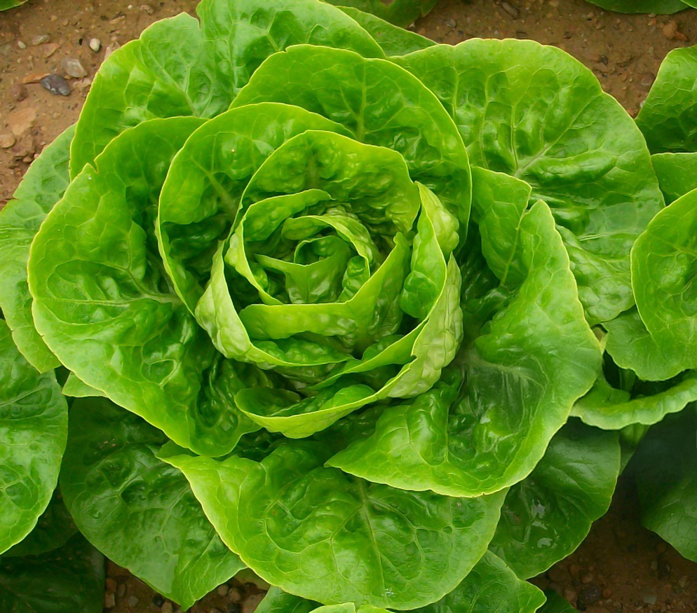 Lechuga Little Gem Albara