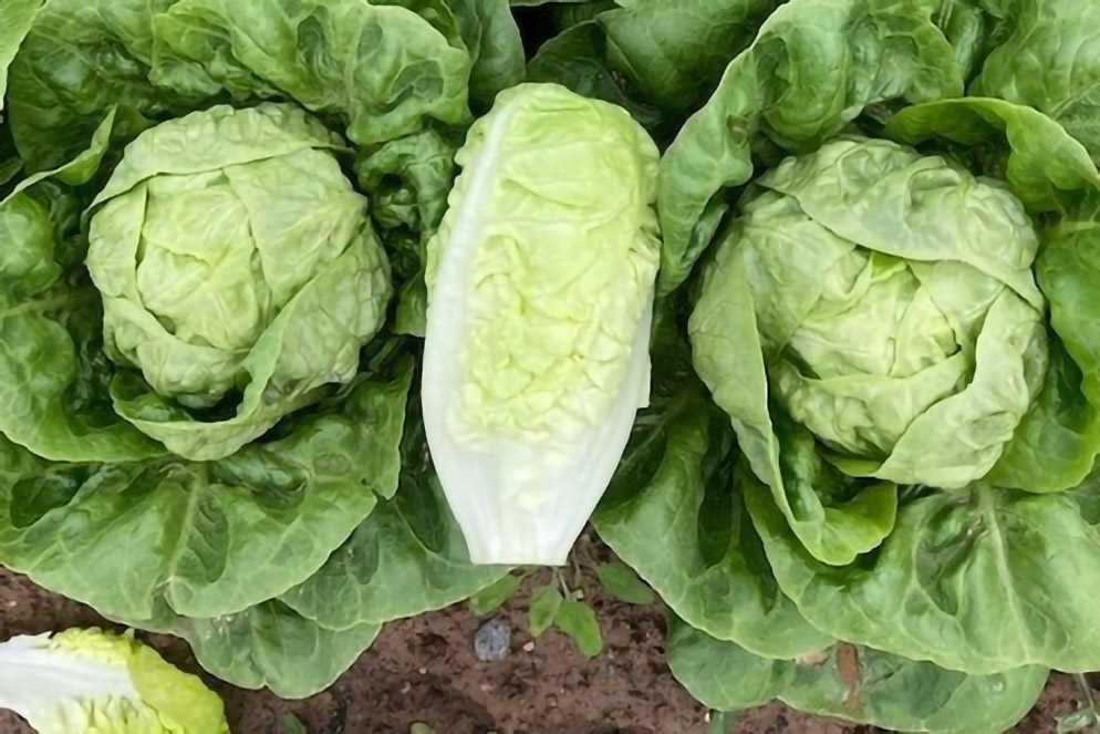 Lechuga Little Gem Albenitez