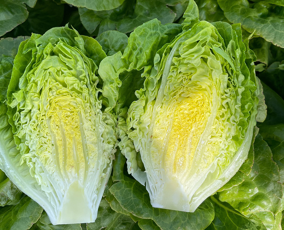 Lechuga Little Gem Alfahuara