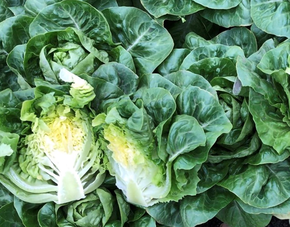 Lechuga Little Gem Alfon