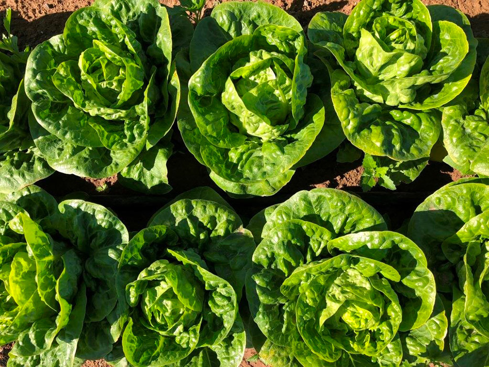 Lechuga Little Gem Aljona