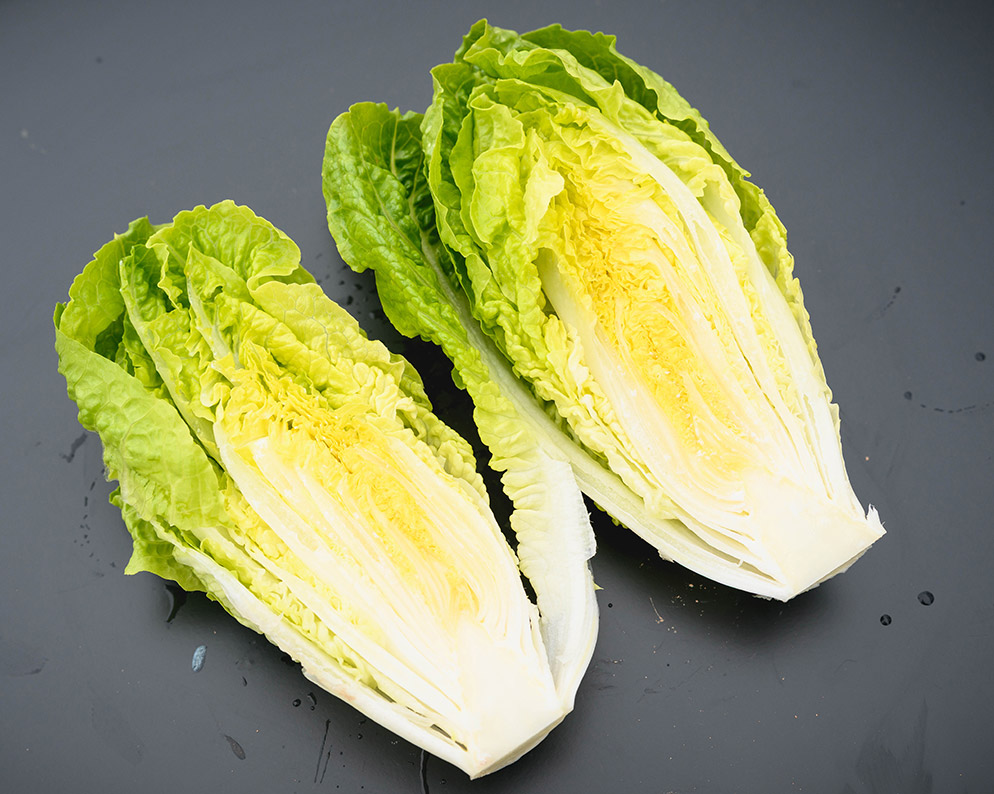 Lechuga Little Gem Almagrera