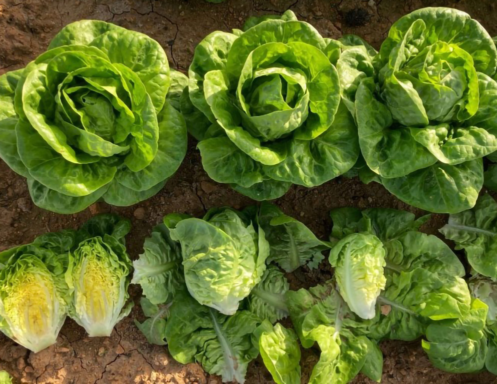 Lechuga Little Gem Almagrera