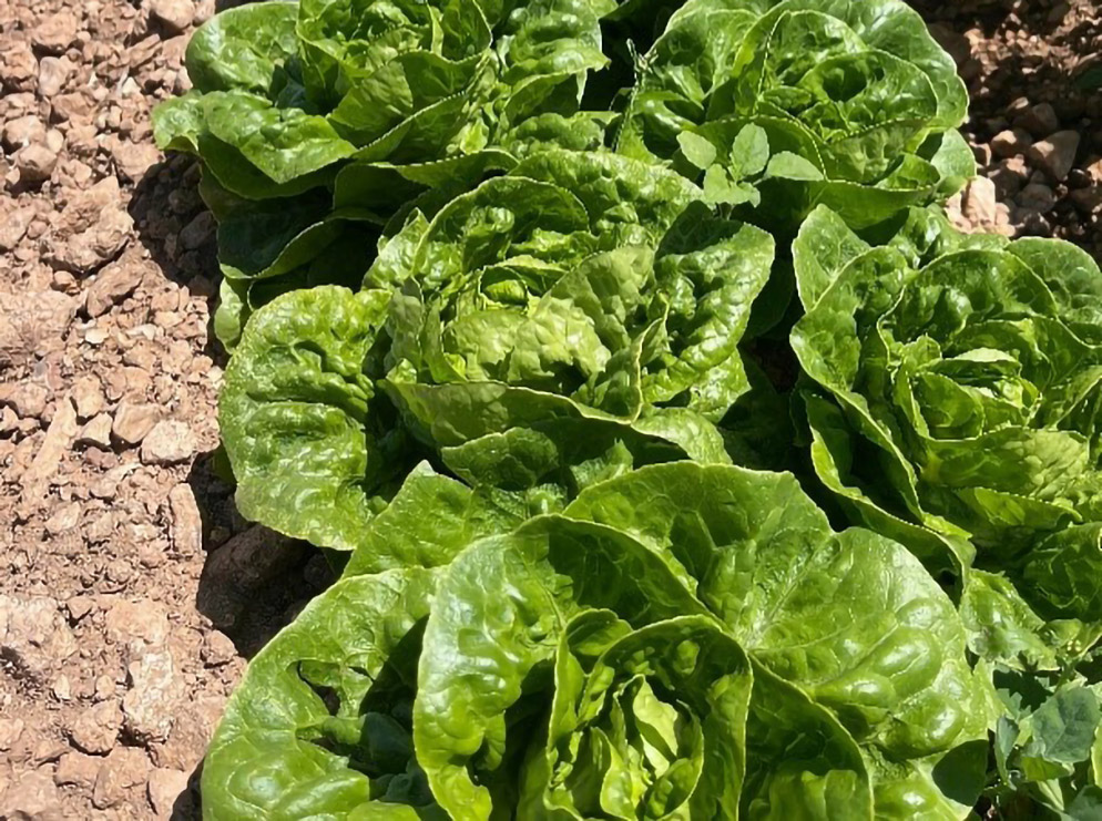 Lettuce Little Gem Alpechina