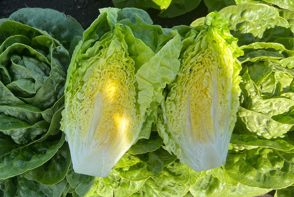 Lechuga Little Gem Alperez