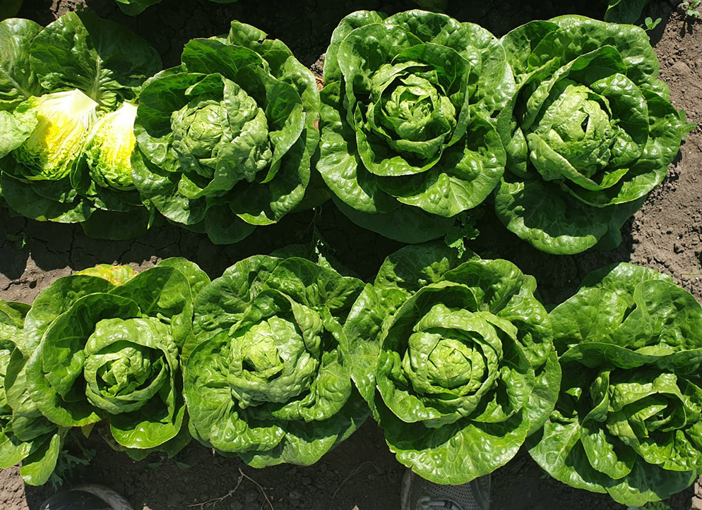 Lechuga Little Gem Alperez